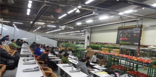 aT 화훼공판장, 일요일도 관엽류 경매 시행