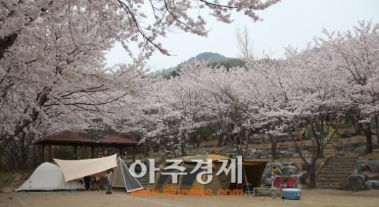 경북도, 팔공산 가산산성 야영장 전면 개장