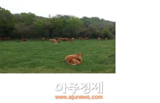 제주, 마을공동목장 위기…전년대비 113만평 줄어↓
