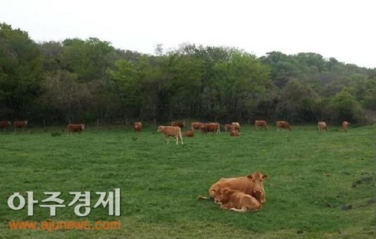 서귀포시, 한우산업 경쟁력 강화 완료