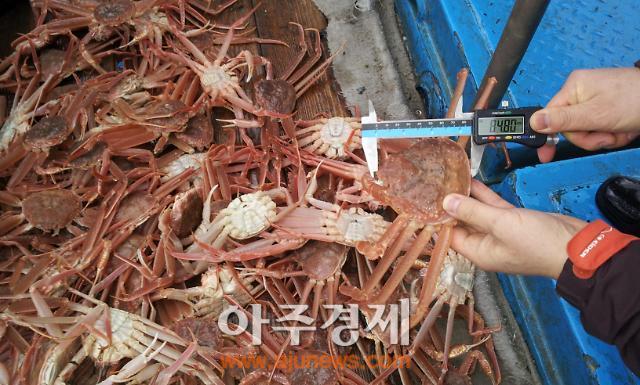경북도내 대게류 불법포획, 유통위반자 기승