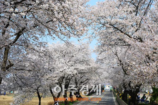 대구 용연사 벚꽃길로 오세요…4일 제4회 옥포 벚꽃 축제 개막