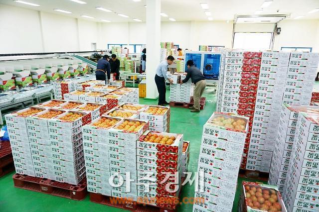 정읍 단풍미인토마토 일본 수출 길
