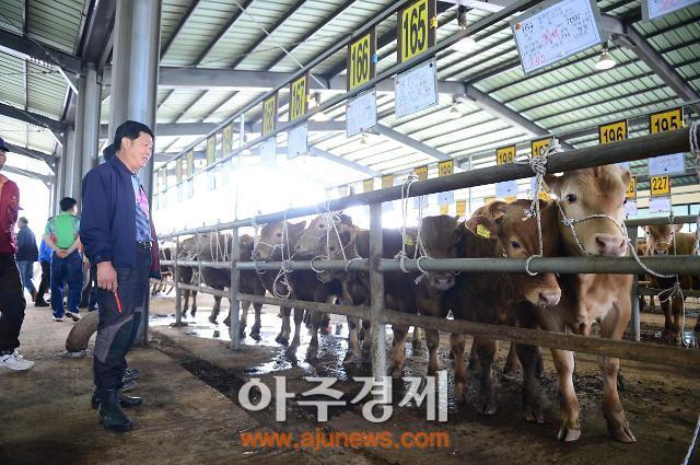 홍성군, 광천 송아지 경매시장 재개장