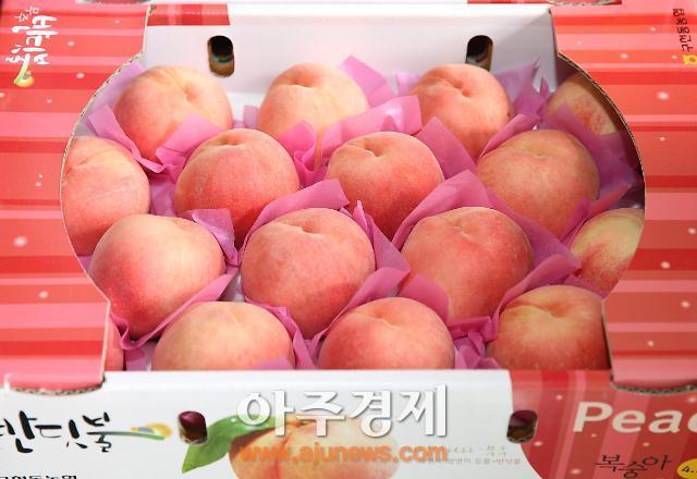 제철맞은 무주 반딧불 복숭아 맛 보세요!