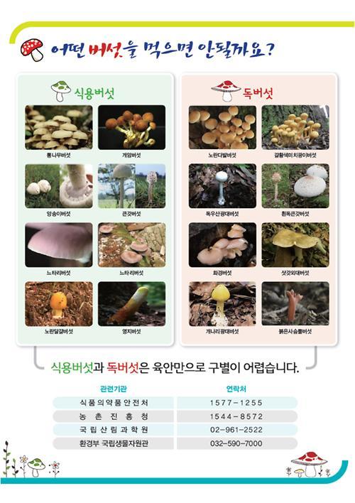 추석 성묘, 산행시…야생버섯 섭취 중독 사고 주의