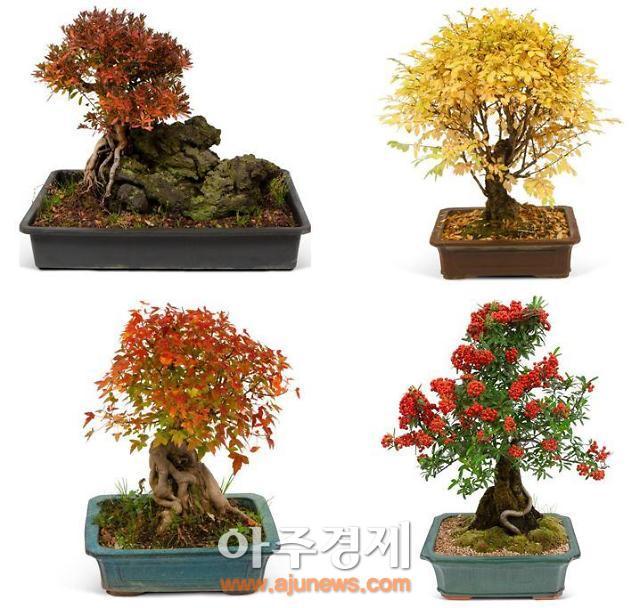 오구플라워와 함께하는 가을 데코