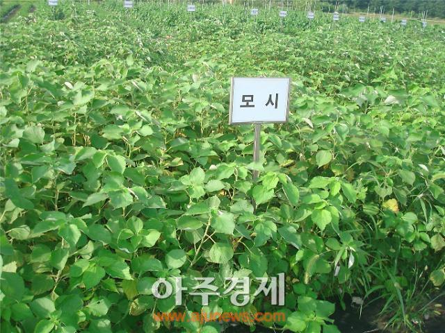 충남도 ‘지역 특산물’ 식용모시 우량품종 선발한다