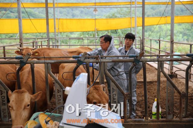홍성군, 한우산업은 개량 ! 개량을 최우선 과제로 추진 !