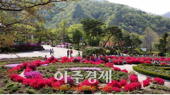 완주 대아수목원, 전국 최대 규모 금낭화 만발