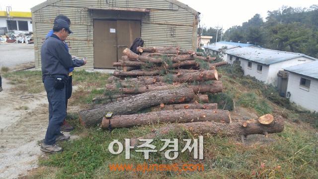 하남시 소나무 재선충병 방제 사업