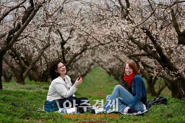 국내 최대 해남 보해매실농원, 이달 말까지 무료 개방