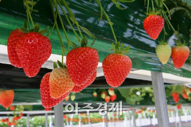 논산딸기향 퍼질 준비 ‘이상무’ 