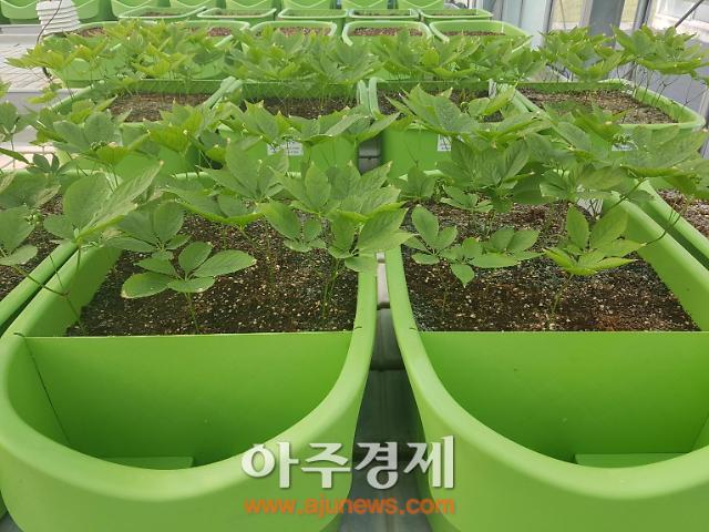 충남도 “아파트 베란다서 인삼 키워 보세요”