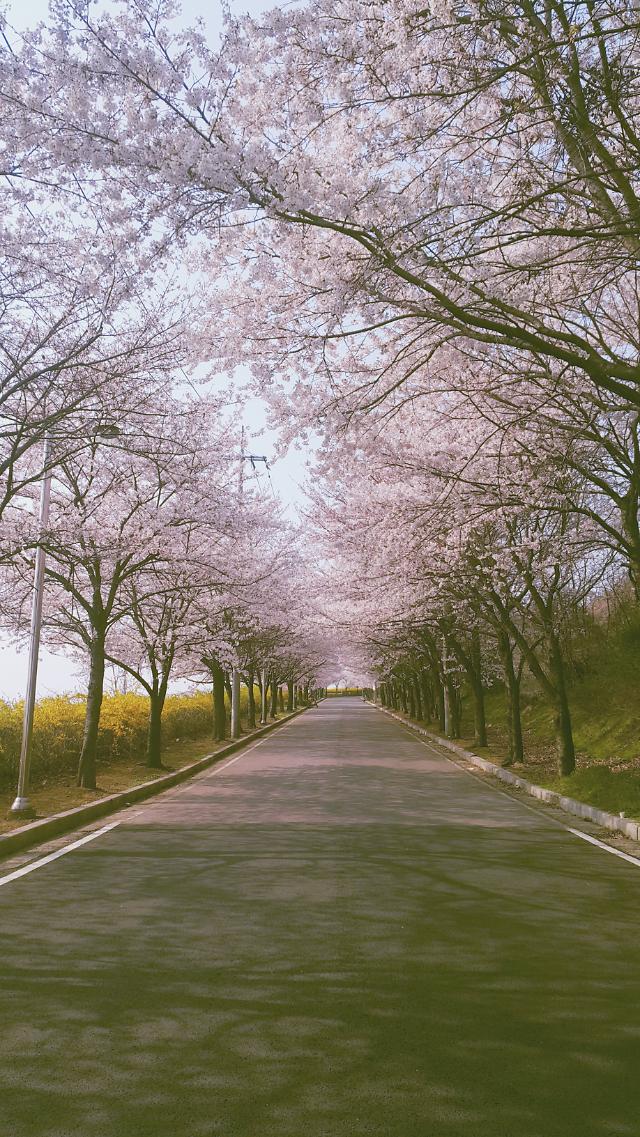인천 속 숨은 벚꽃 명소, 수산정수사업소로 오세요! 
