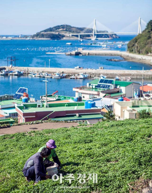 청정지역 여수 거문도서 자란 해풍쑥…본격 출하  