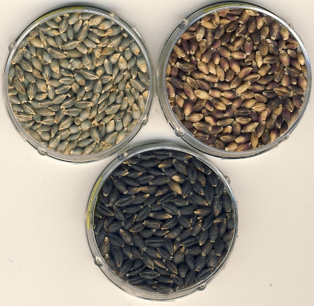 농진청 개발 ‘자색‧청색’ 다양한 색깔 보리…농가‧산업 활성화 이끈다 