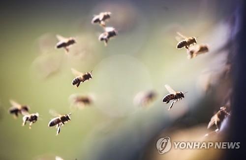 검은 구름같이 몰려다니는 벌떼 100만 마리 공포영화 같아 