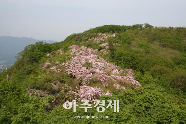 경기도 산림환경연구소 축령산자연휴양림 서리산 철쭉 만개 