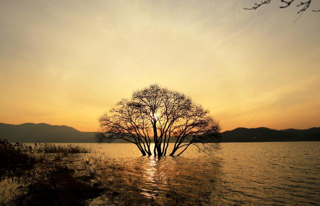 예당 저수지 출렁다리·황금나무, 훌륭한 포토스폿…여행객은 황홀경 