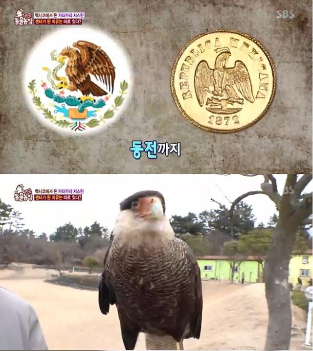 동물농장 카라카라는 어떤 동물?…멕시코 국기·동전에도 있는 동물 