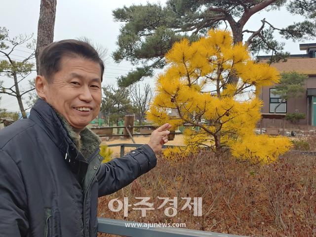 파주시 행운을 가져다 주는 황금소나무