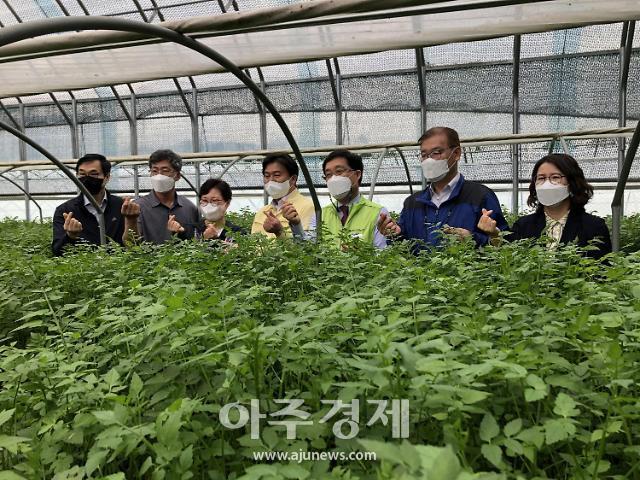 임병택 시흥시장, 미나리 생산농가 방문···인력확보 적극 지원” 약속