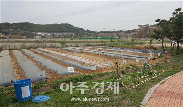 인천 영종주민 친환경 주말농장 무료분양 신청하세요