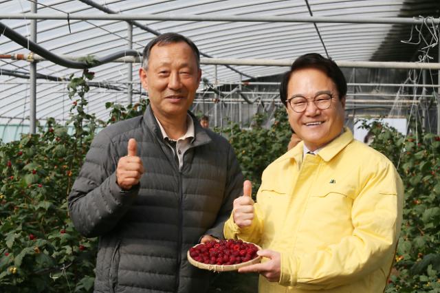 청도 명품 임산물 청도 산딸기 첫 출하