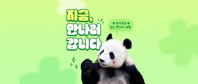 하나투어 자이언트 판다의 고향 중국 성도로 떠나요