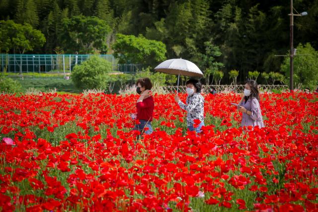 봄꽃 6만송이의 대향연…2024 울산 태화강국가정원 봄꽃축제 17~19일 개최