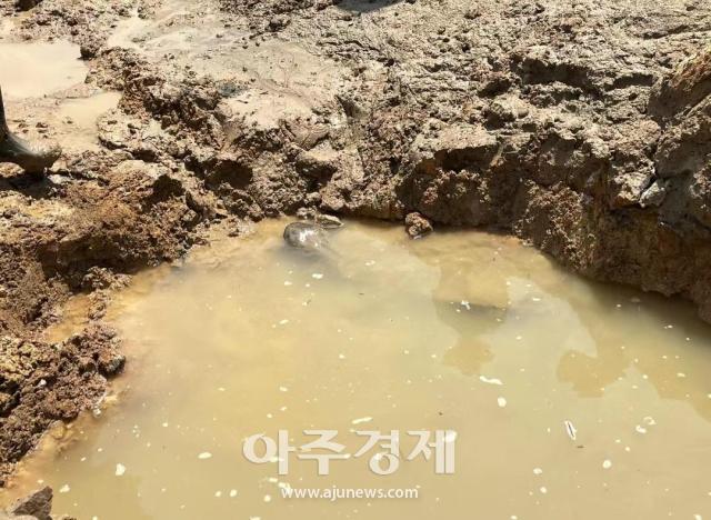 산둥성 닝양현, 생태 환경 관리 하오