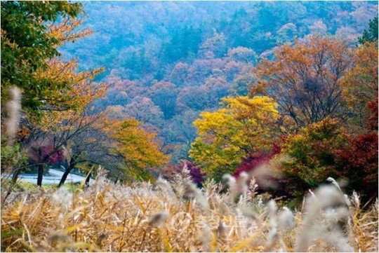 보령시 ‘단풍축제’ 개최... 성주산 단풍여행, 가을느낌 아니까