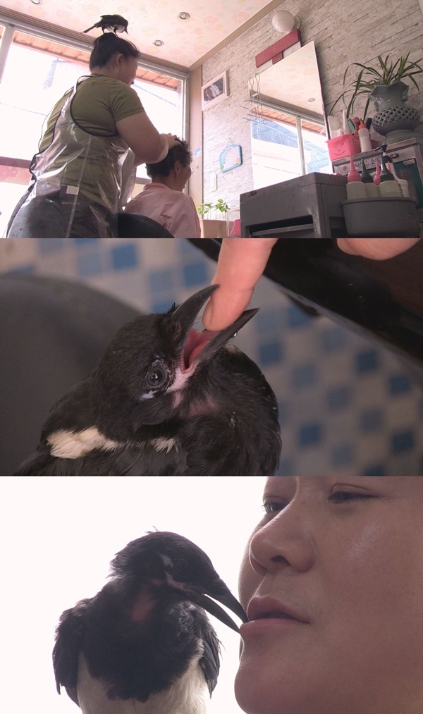 TV동물농장 은퇴한 군견 올가 전역 4개월 만에 군기 빠졌다?/시골 미용실 새끼까치 까순이는 파마롯드 물어오는 보조?