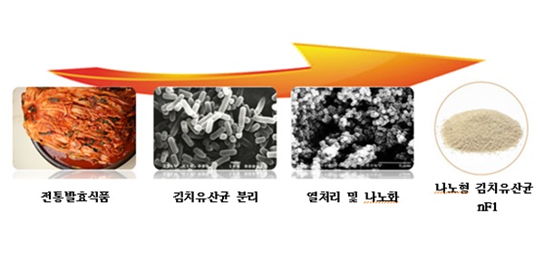 나노형 김치 유산균 nF1, 기능성식품·화장품 원료로 재탄생