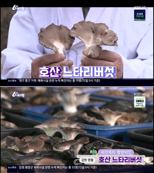 영월 호산 느타리버섯, 고기같은 식감에 풍부한 향