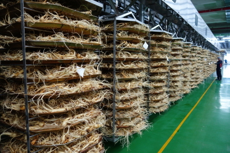 KGC인삼공사, 2015년산 홍삼원료 수삼 구매 착수