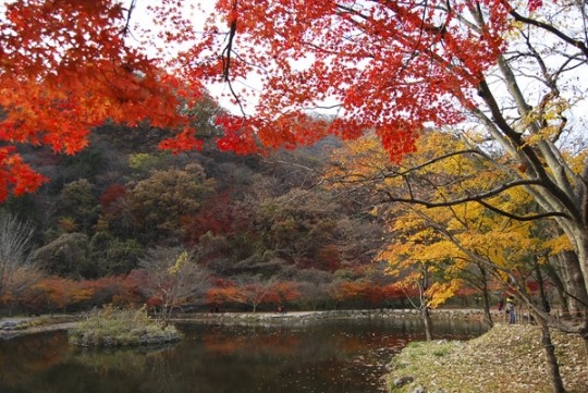 [이원근의 날마다 가고 싶은 그곳] 단풍 일번지, 내장산을 옛길따라 호젓이 걷다