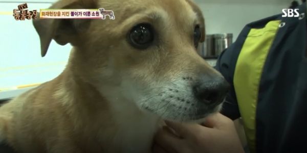 ‘TV동물농장’ 불탄 집 맴도는 똘이…아저씨와 새로운 터전서 새 삶 ‘뭉클’