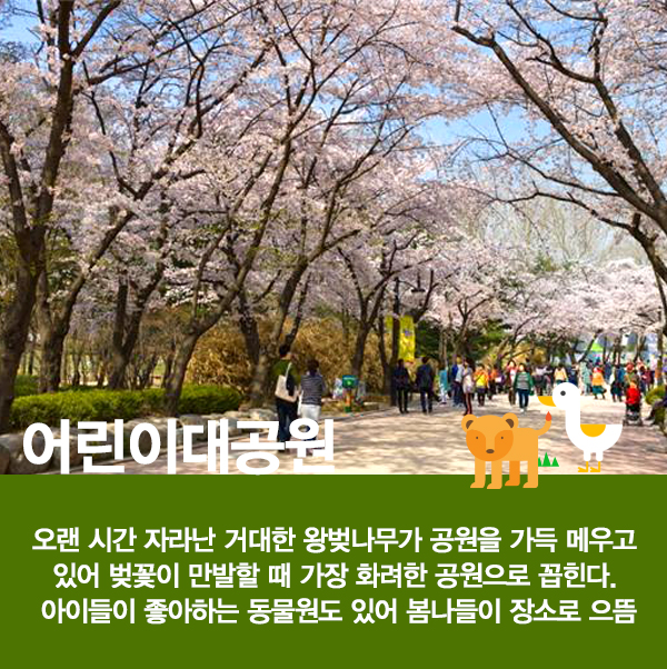 [카드뉴스]서울 봄 나들이 좋은 꽃길 10선