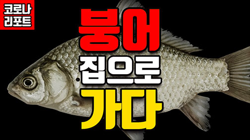 [지식 동영상] 붕어 집으로 가다?