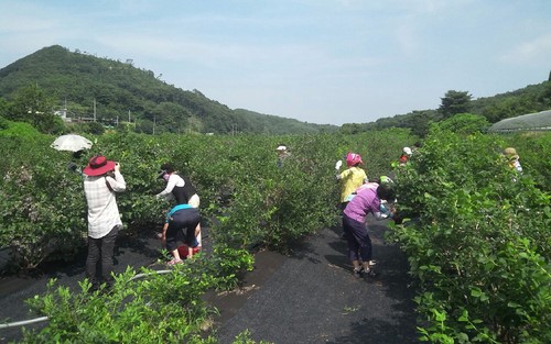 경주 특산품 블루베리 재배 확대