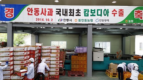안동사과 전국 최초 캄보디아 수출