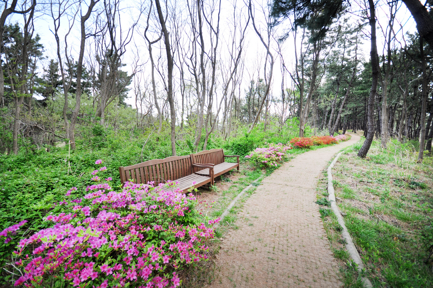 포항 연오랑세오녀 테마공원 철쭉 만발