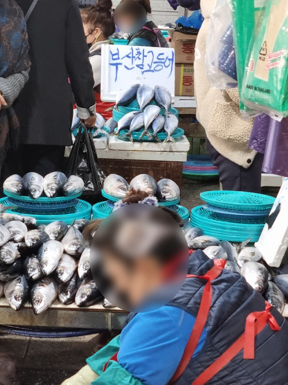 노르웨이산 고등어 부산 참고등어로 둔갑…포항 죽도시장서 유통 판매 의혹