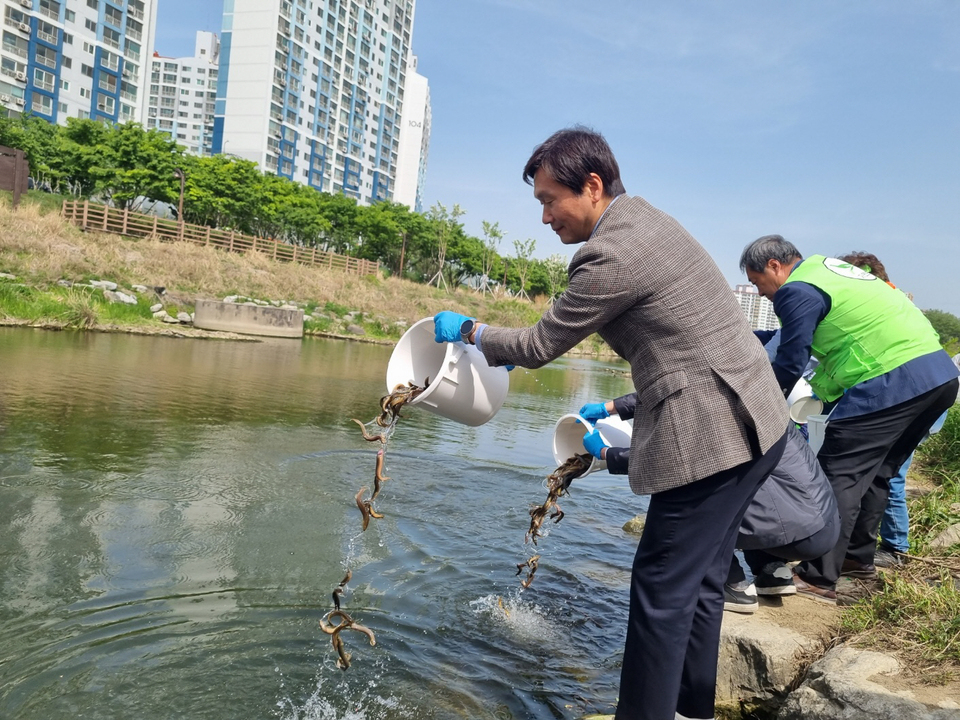 경산시, 동양하루살이 친환경적 방제 미꾸라지 300kg 방류