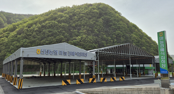 영천에 경북 최초 마늘 경매 이뤄진다