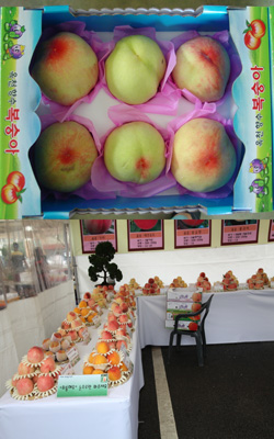 창간 60주년 지역 우수농산물을 찾아서-옥천 복숭아