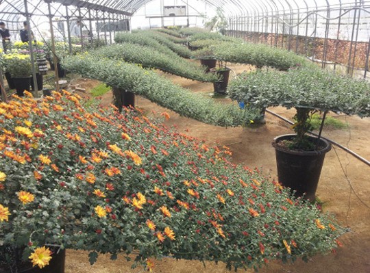 보령 주산산업고 내달 4-6일 국화전시회