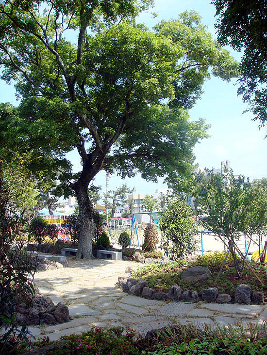 봉개초등학교에 학교 숲 탄생